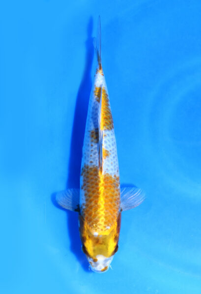 Kogane Ochiba Ikarashi Koi Farm 33 Cm