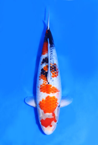Showa Isa Koi Farm 54 Cm Female