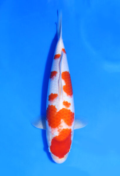 Kohaku Dainichi Koi Farm 38 Cm