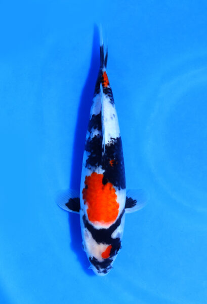 Showa Genjiro Koi Farm 27 Cm