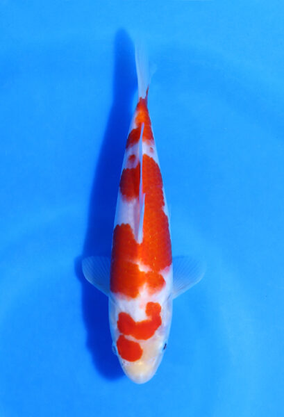 Kohaku Saito Koi Farm 21 Cm