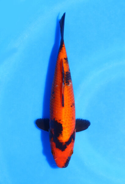 Hi Utsuri Marusei Koi Farm 22 Cm