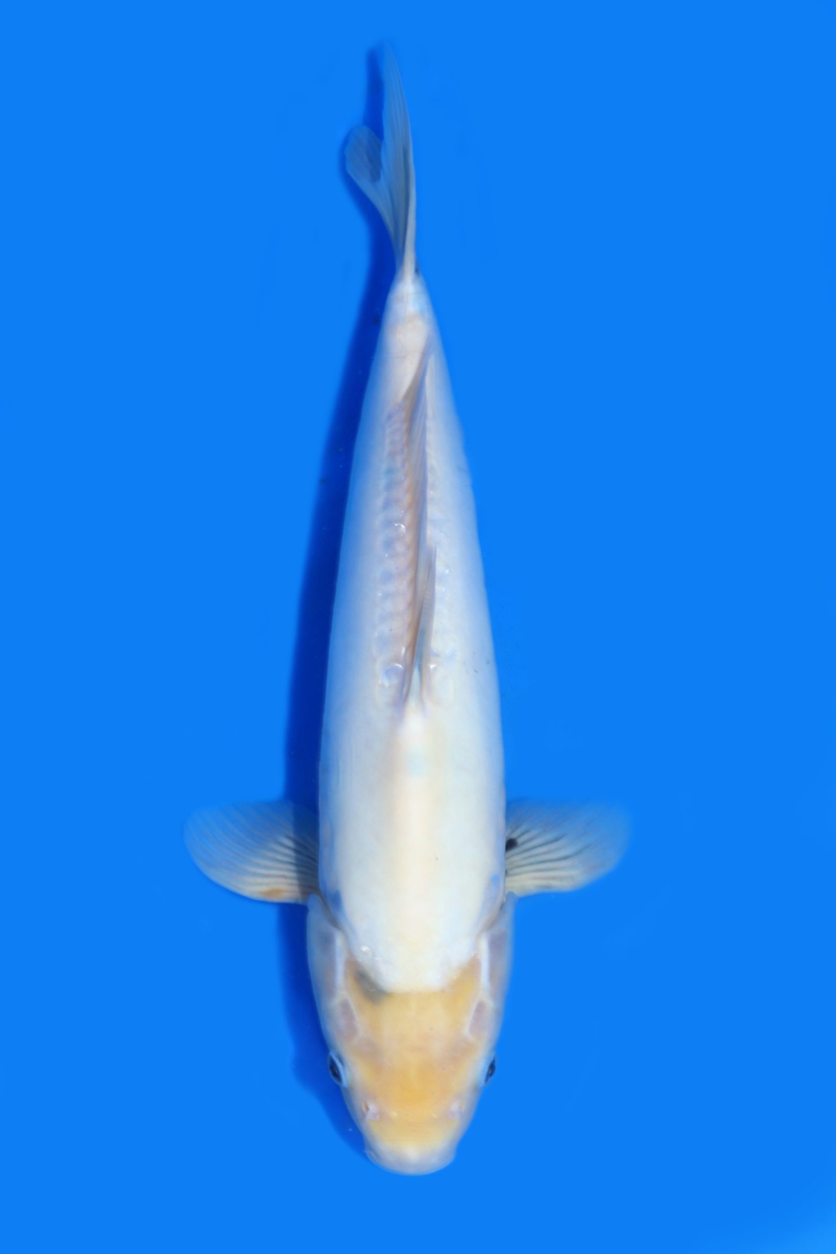 Doitsu Beko Marusei Koi Farm Size 42 cm