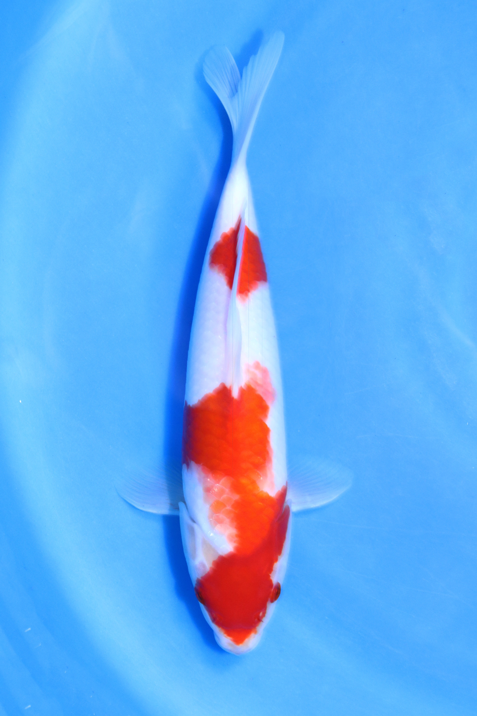 Kohaku Marusei Koi Farm Size 28 cm