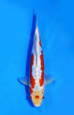 Kusui Ikarashi Koi Farm Size 30 cm