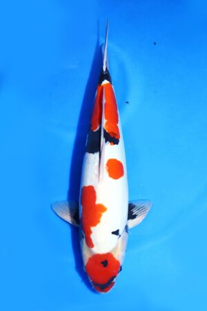 Doitsu Showa Shinoda Koi Farm Size 48 cm