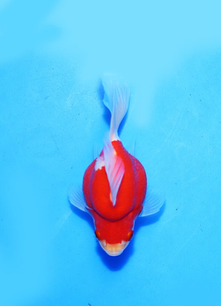 Tamasaba Marushin Koi Farm Size 20 bu