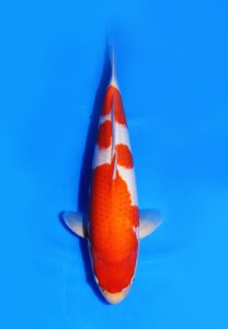 Kohaku Marudo Koi Farm Size 42 cm