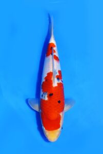 Sanke Marudo Koi Farm Size 32 cm