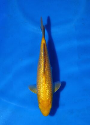 Ginrin Karashi Marusei Koi Farm Size 26 cm