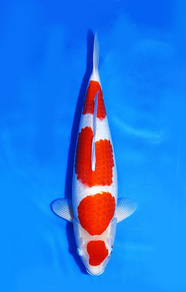 Kohaku Nogami Koi Farm Size 48 cm