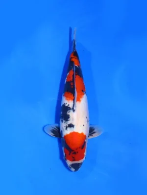 Showa isa koi farm 48 cm