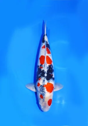 Showa Taniguchi Koi Farm Size 65 cm
