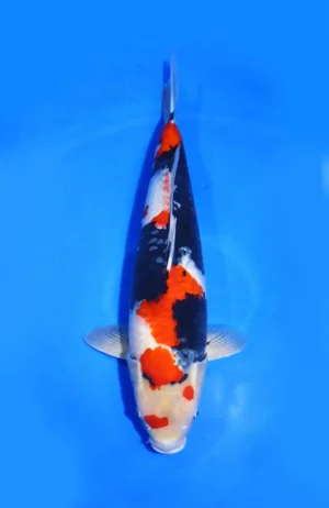 Showa Isa Koi Farm Size 61 cm