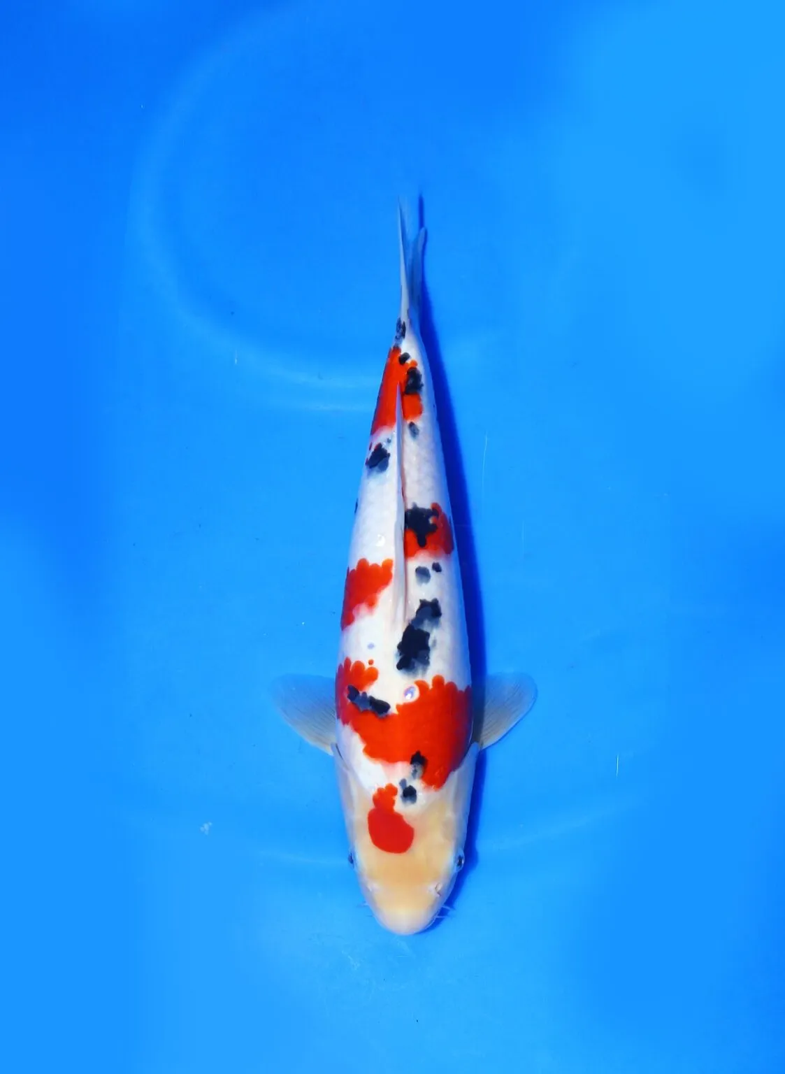 Sanke Marudo Koi Farm Size 34 cm