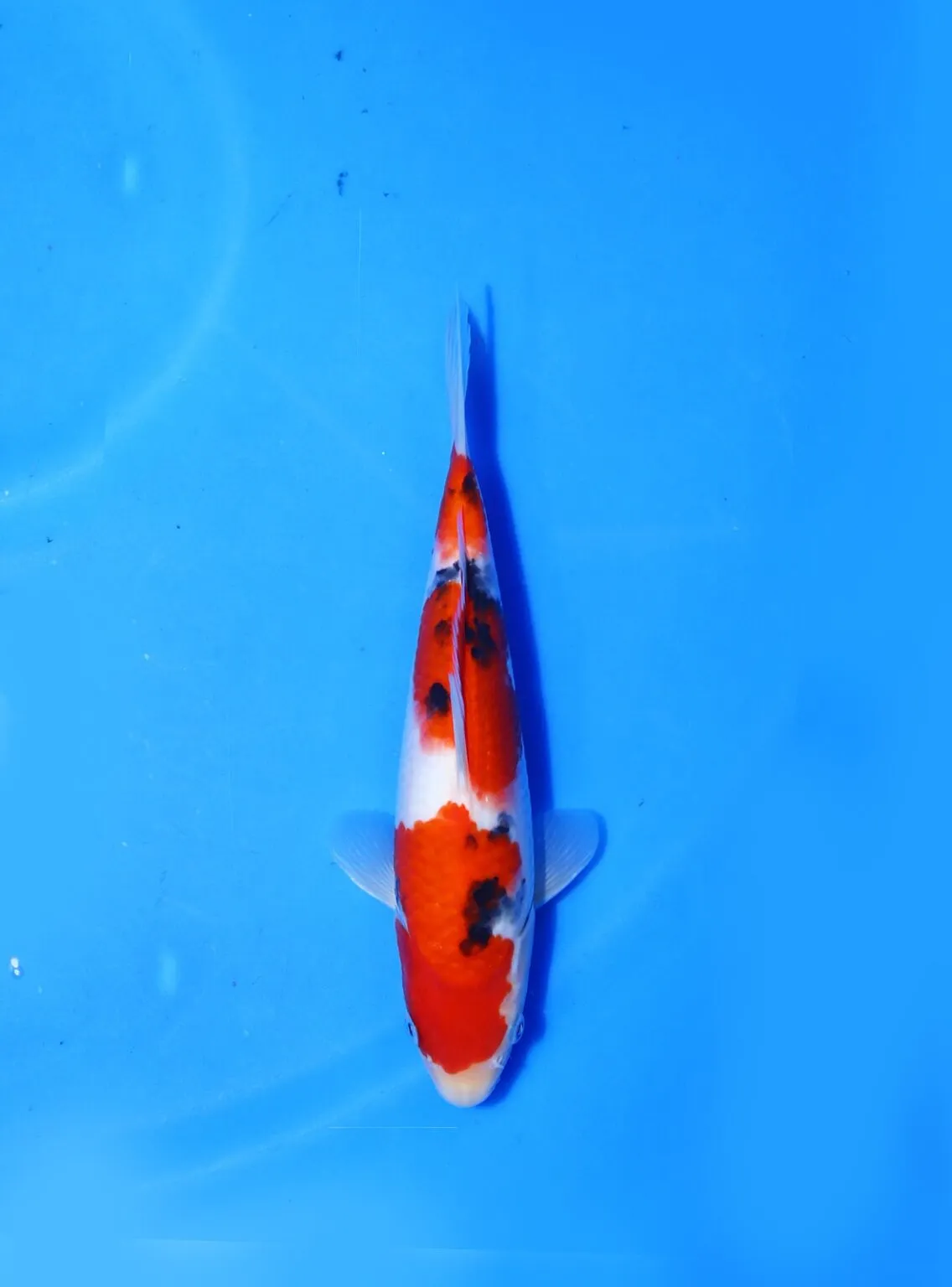 Sanke Marudo Koi Farm Size 25 cm