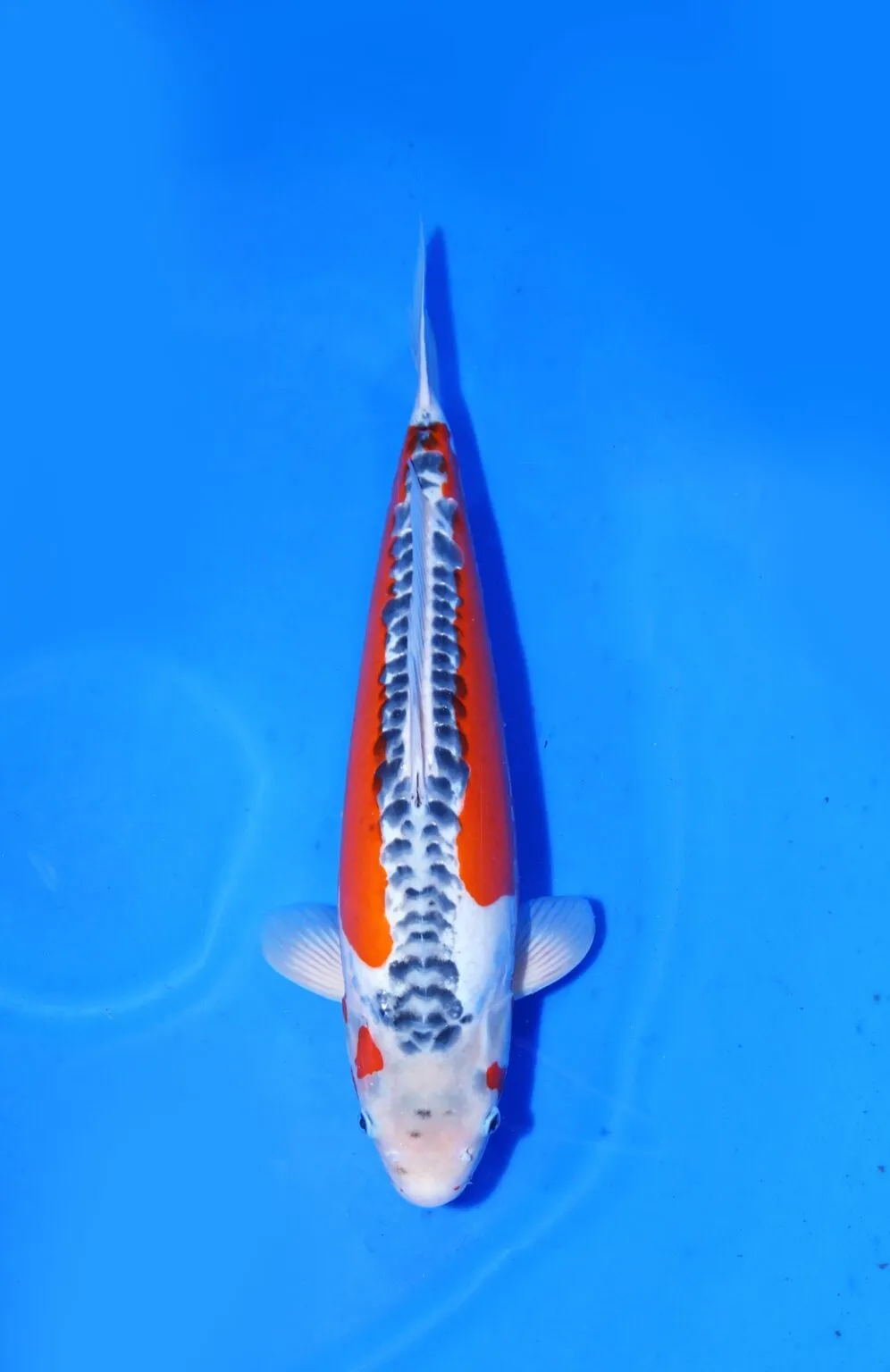 Shusui Yamaju Koi Farm Size 57 cm