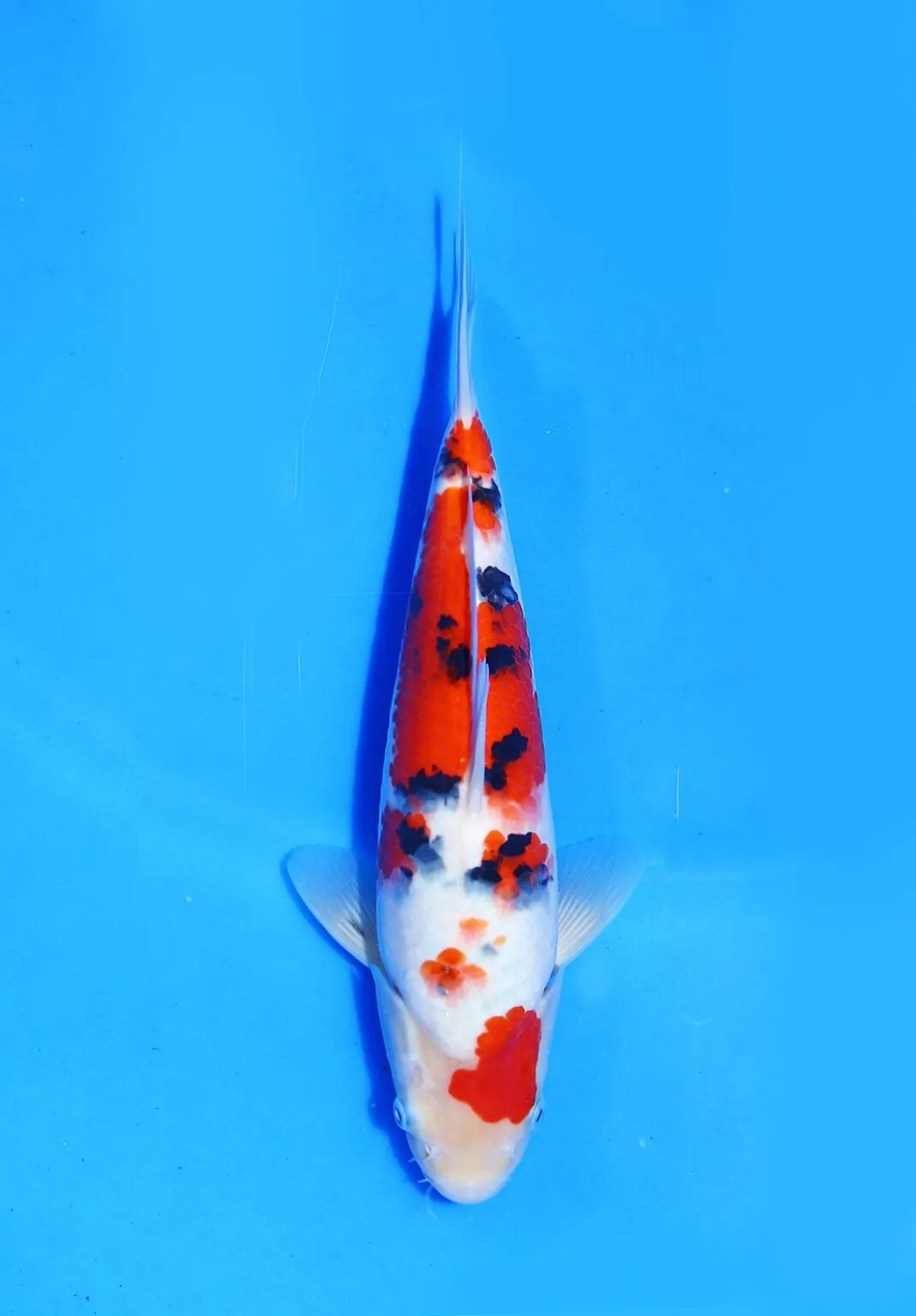 Sanke Dainichi Koi Farm Size 31 cm