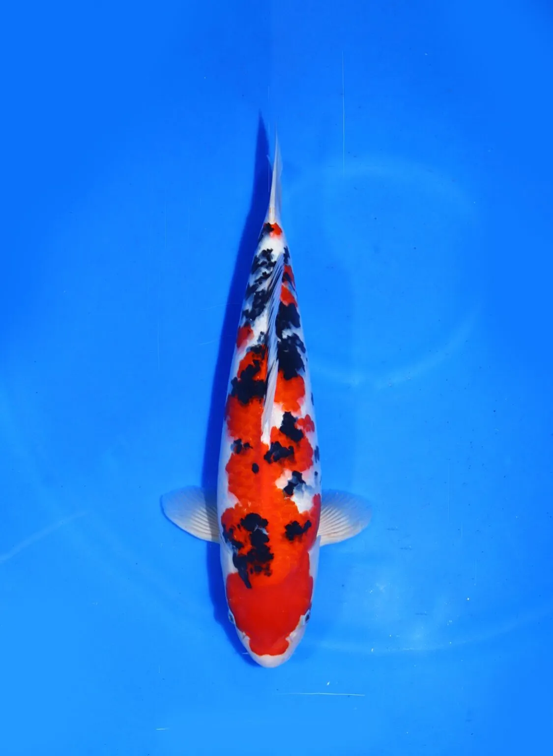 Sanke Sakai Fish Farm Size 46 cm