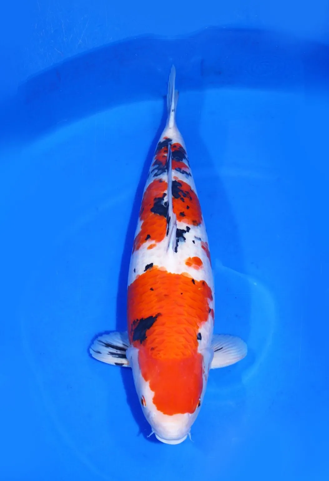 Sanke Marudo Koi Farm Size 74 cm