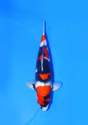 Showa Isa Koi Farm Size 50 cm