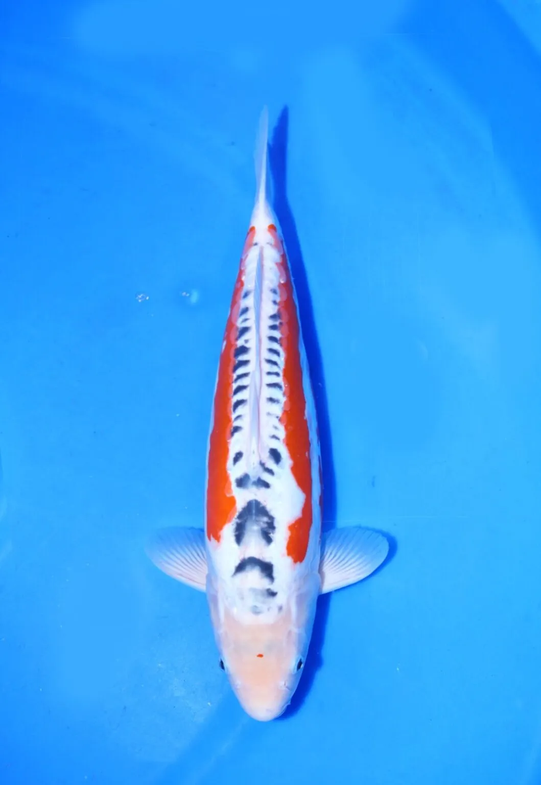 Shusui Yamaju Koi Farm Size 45 cm