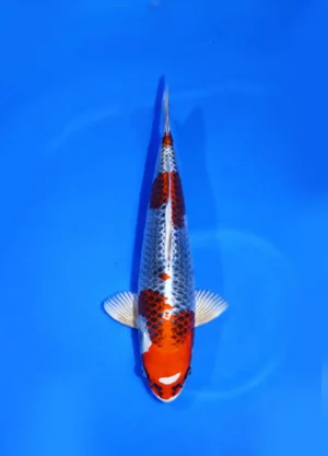 Kujaku Omosako Koi Farm Size 43 cm
