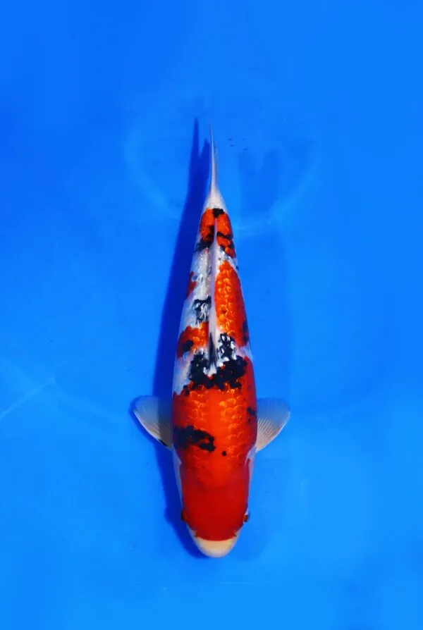 Ginrin Sanke Taniguchi Koi Farm Size 44 cm
