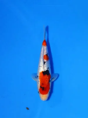 Ginrin Sanke Kokai Koi Farm Size 23 cm
