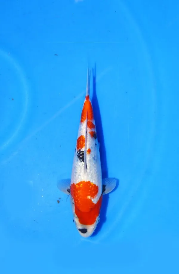 Ginrin Showa Kokai Koi Farm Size 28 cm