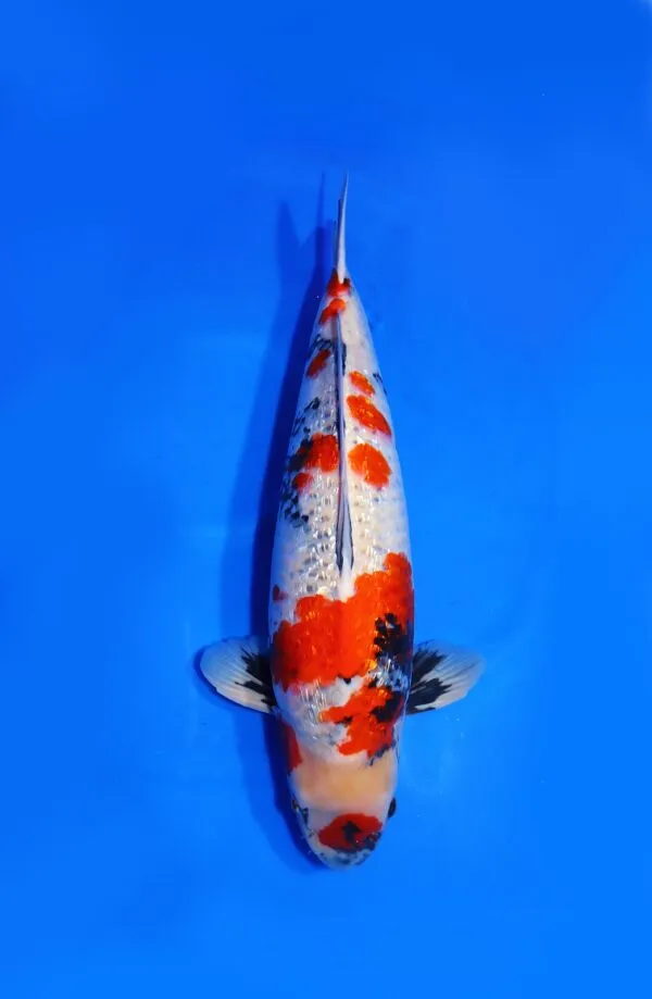 Ginrin Showa Sekiguchi Koi Farm Size 65 cm