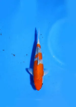 Goshiki Kawakami Koi Farm Size 24 cm