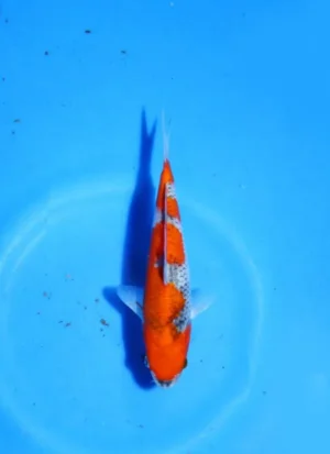 Goshiki Kawakami Koi Farm Size 19 cm