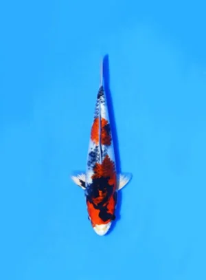 Kin Showa Tanaka Koi Farm Size 30 cm
