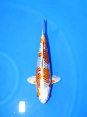 Kujaku Saito Koi Farm Size 33 cm