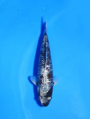 Ginrin Matsukawabake Ozumi Ikarashi Koi Farm Size 33 cm