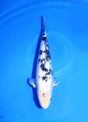 Ginrin Shiro Bekko Omosako Koi Farm 41cm