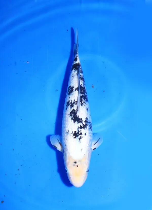Ginrin Shiro Bekko Omosako Koi Farm 41cm