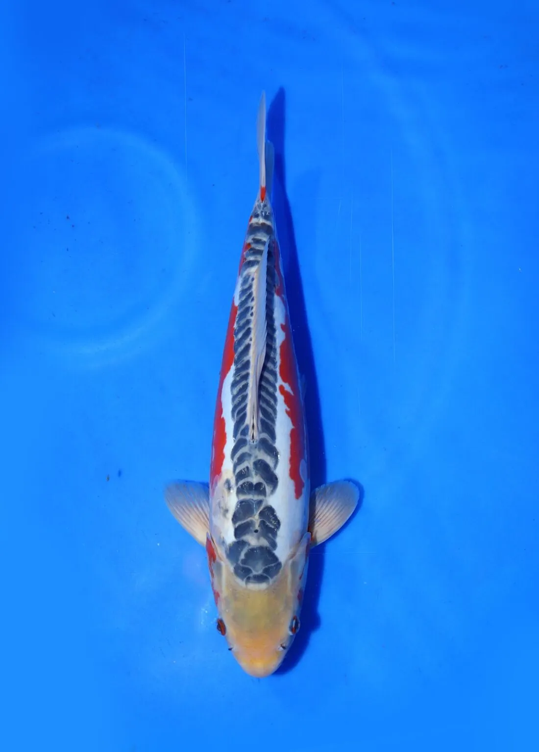 Shusui Yamaju Koi Farm Size 47 cm