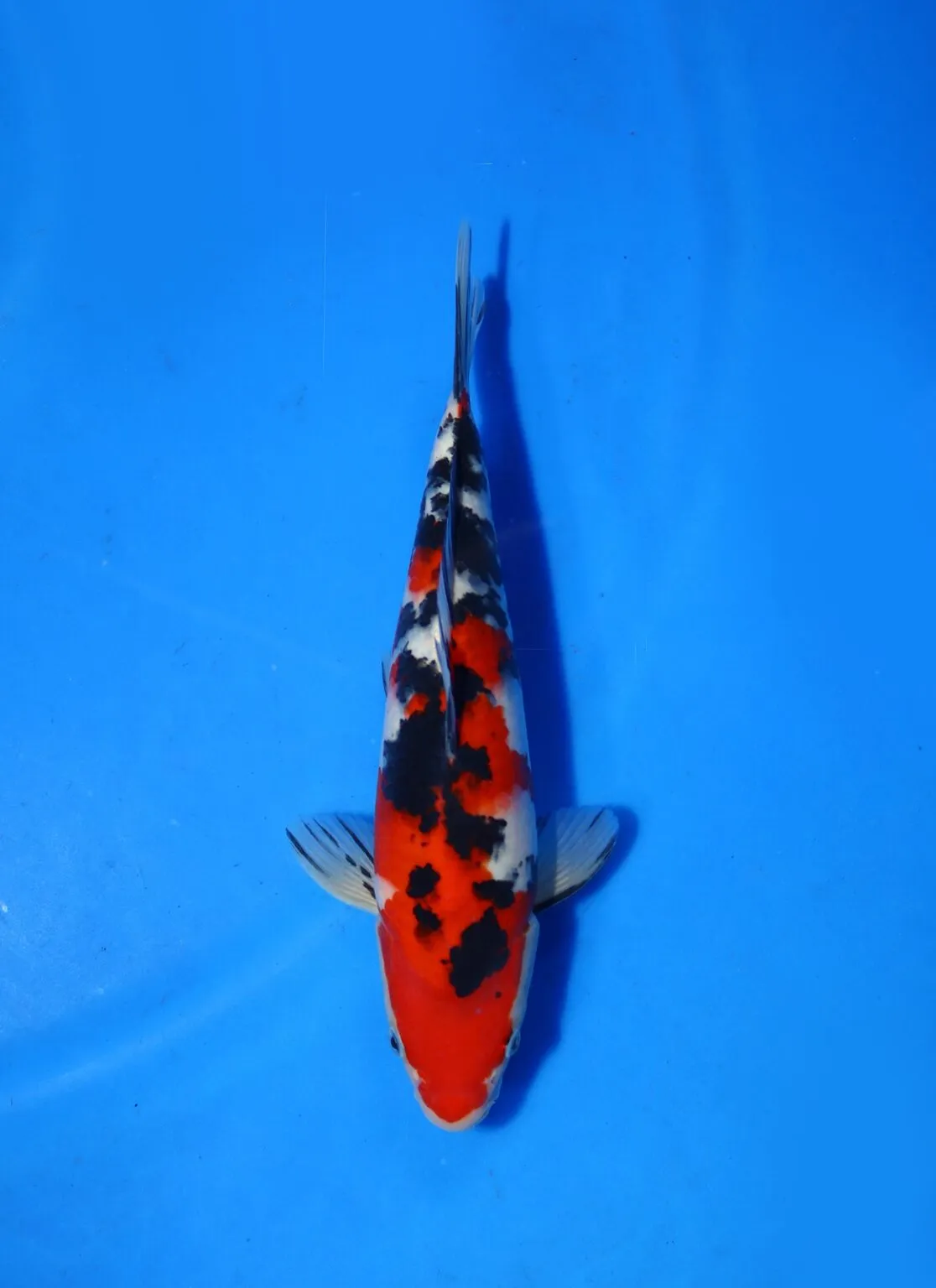 Sanke Marudo Koi Farm Size 30 cm