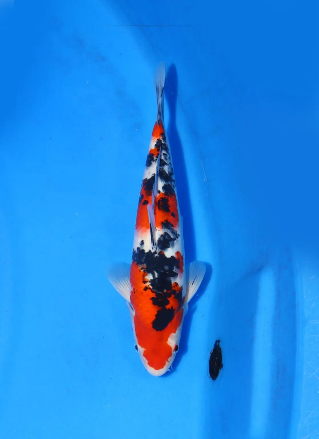 Sanke Sakai Fish Farm Size 30 cm