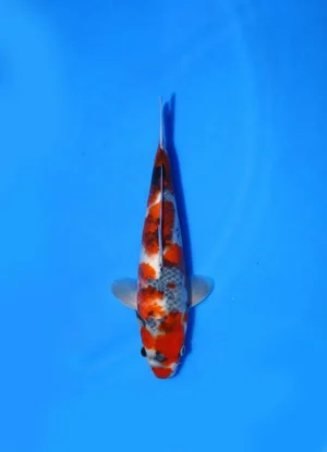 Showa Hosokai Koi Farm Size 29 cm
