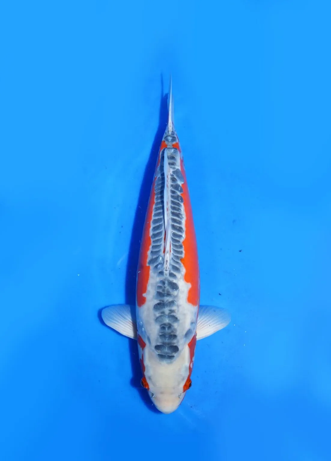 Shusui Kawakami Koi Farm Size 51 cm