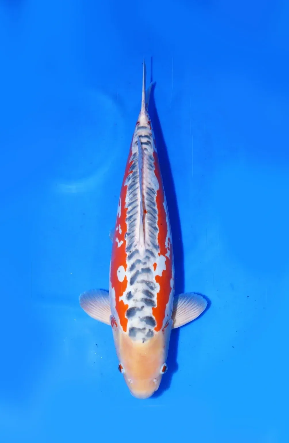 Shusui Yamaju Koi Farm Size 59 cm