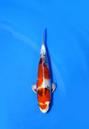 Kin Showa Tanaka Koi Farm Size 31 cm