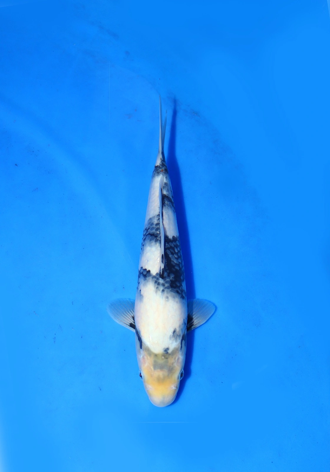 Shiro Omosako Koi Farm Size 32 cm