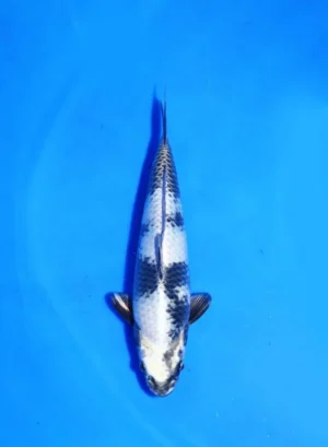 Ginshiro Hosokai Fish Farm Size 33 cm