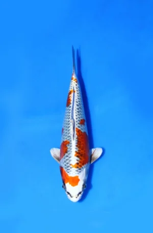 Gingga Kujaku Saito Koi Farm Size 29 cm