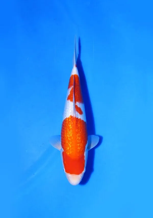Ginrin Kohaku Marudo Koi Farm Size 34 cm