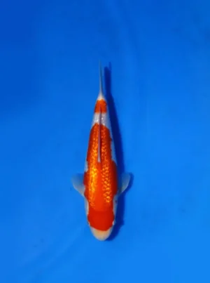 Ginrin Kohaku Marudo Koi Farm Size 28 cm
